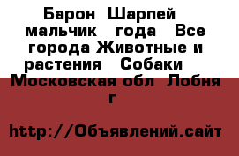 Барон (Шарпей), мальчик 3 года - Все города Животные и растения » Собаки   . Московская обл.,Лобня г.